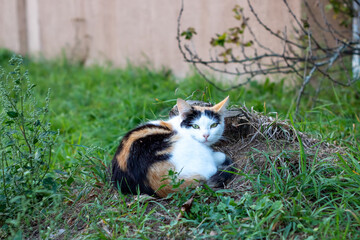 A beautiful calico cat is comfortably laying in a pile of grass