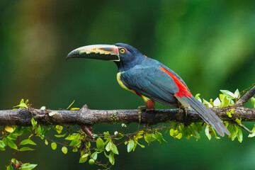 The collared aracari or collared araçari (Pteroglossus torquatus) is a toucan, a near-passerine bird. It breeds from southern Mexico (North America) to Panama; also Ecuador, Colombia, Venezuela