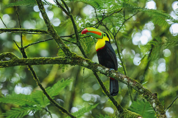 Keel-billed toucan (Ramphastos sulfuratus), also known as sulfur-breasted toucan or rainbow-billed toucan, is a colorful Latin American member of the toucan family. 4K resolution