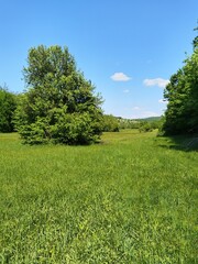 grass and blue sky