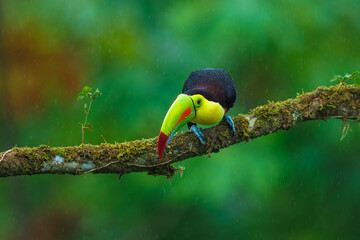 Keel-billed toucan (Ramphastos sulfuratus), also known as sulfur-breasted toucan or rainbow-billed toucan, is a colorful Latin American member of the toucan family. 4K resolution