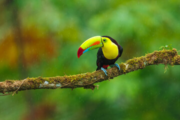 Keel-billed toucan (Ramphastos sulfuratus), also known as sulfur-breasted toucan or rainbow-billed toucan, is a colorful Latin American member of the toucan family. 4K resolution