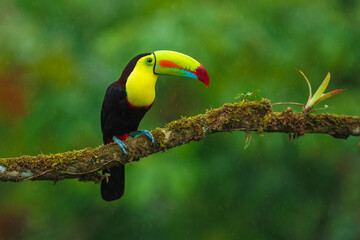 Keel-billed toucan (Ramphastos sulfuratus), also known as sulfur-breasted toucan or rainbow-billed toucan, is a colorful Latin American member of the toucan family. 4K resolution