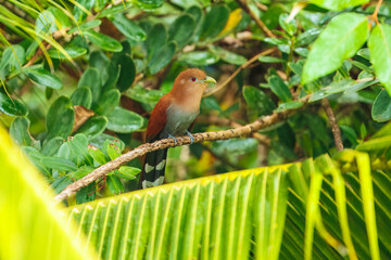 Squirrel cuckoo (Piaya cayana) sitting in the bush in Cano Negro Wildlife Refuse in Costa Rica