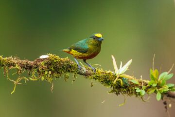 The olive-backed euphonia (Euphonia gouldi) is a small passerine bird in the finch family. Taken in Costa Rica