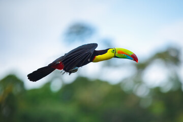 Flying Keel-billed toucan (Ramphastos sulfuratus), also known as sulfur-breasted toucan or rainbow-billed toucan, is a colorful Latin American member of the toucan family. In flight. Best photo. © Miroslav Srb
