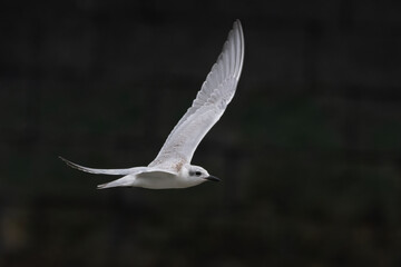 gull-billed tern or Gelochelidon nilotica at Mumbai, Maharashtra, India