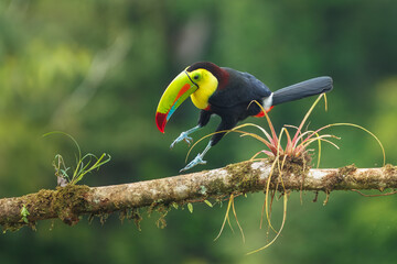 Keel-billed toucan (Ramphastos sulfuratus), also known as sulfur-breasted toucan or rainbow-billed toucan, is a colorful Latin American member of the toucan family. 4K resolution © Miroslav Srb