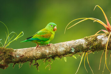 Tovi orange-chinned parakeet, Brotogeris jugularis, portrait of light green parrot with red head, Costa Rica. 