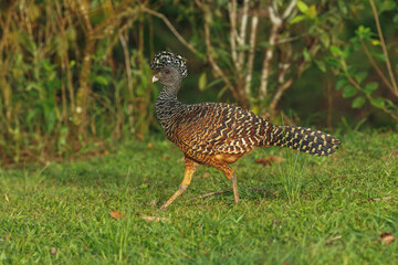 Great Curassow - Crax rubra large, pheasant-like great bird from the Neotropical rainforests, from Mexico, through Central America to northwestern Ecuador, brown bird in the rain with the crest.