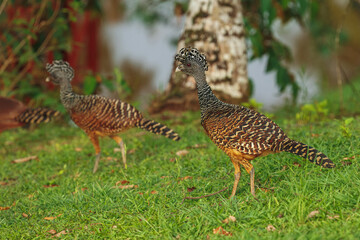 Great Curassow - Crax rubra large, pheasant-like great bird from the Neotropical rainforests, from Mexico, through Central America to northwestern Ecuador, brown bird in the rain with the crest.