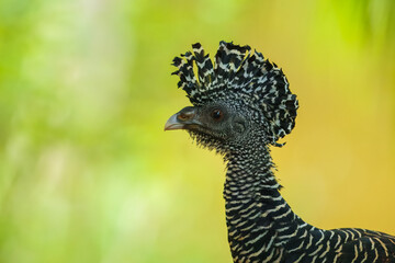 Great Curassow - Crax rubra large, pheasant-like great bird from the Neotropical rainforests, from Mexico, through Central America to northwestern Ecuador, brown bird in the rain with the crest.