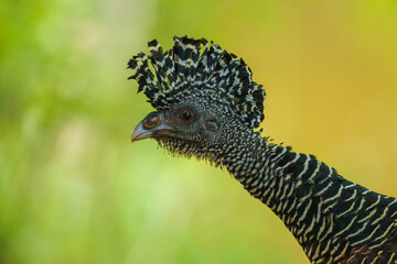 Great Curassow - Crax rubra large, pheasant-like great bird from the Neotropical rainforests, from Mexico, through Central America to northwestern Ecuador, brown bird in the rain with the crest.
