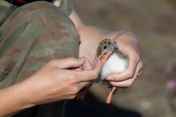 A small chick in the hands of a ornithologist