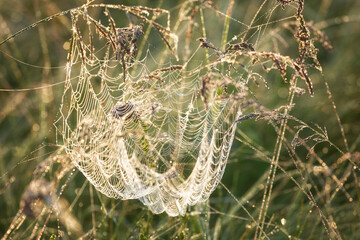 Large spider web illuminated by the sun. Close up