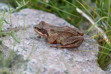Common frog sitting on a large stone close up