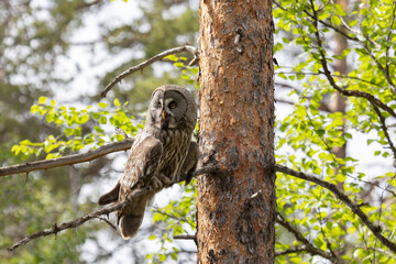 Great gray owl sitting on a tree branch close up