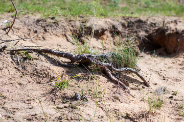 A large collection of tree roots is sprawling across the ground