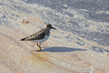 Adult Temminck's stands on the river bank