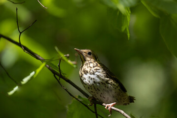 field thrush sits on a tree branch