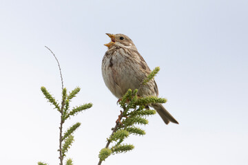 Corn bunting sitting on a tree branch