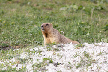 Marmot bobak lies on the grass close-up