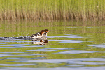 Two chicks are running on the water, splashing all around