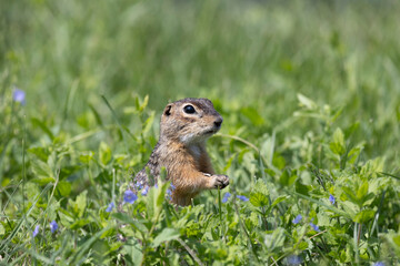 Speckled ground squirrel animal close up