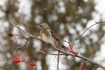 Field thrush eats rowan berries close up