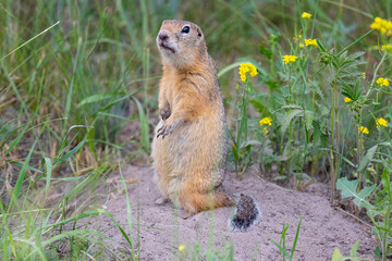 Gopher stands in the grass on a summer day