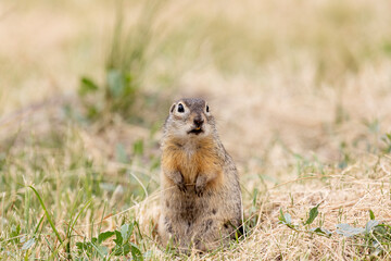 Speckled ground squirrel animal stands on its hind legs
