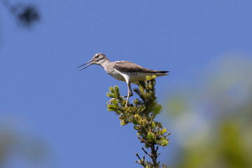 Common greenshank sitting on a pine branch