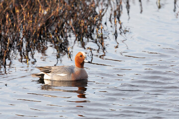Close-up of a male Eurasian wigeon. Arctic. Russia