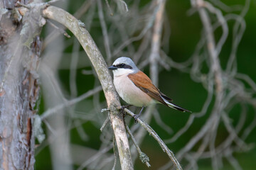 Great gray shrike sitting on a tree branch close up