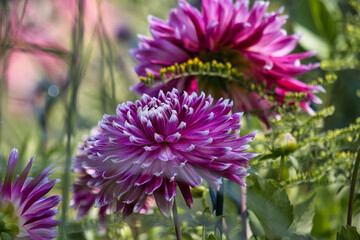 Obraz premium Lila Dahlie