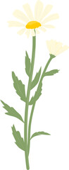 Daisy flower illustration