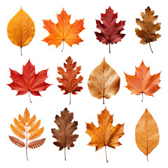 Fototapeta premium PNG Autumn leaf element set, transparent background