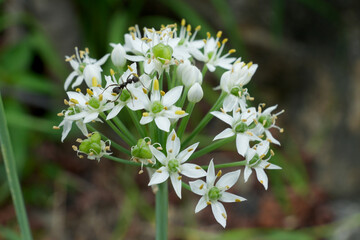 부추꽃 위를 산책하는 개미