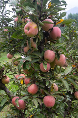 apples on tree