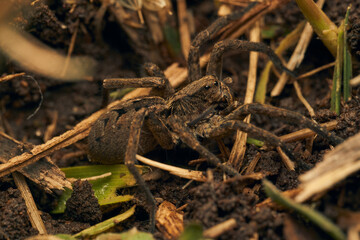 a spider with a hundred feet passing underneath