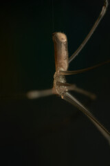 a spider with thin and long brown legs