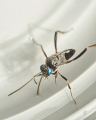 A Cockroach Parasitic Wasp on a white background Evania Appendigaster
