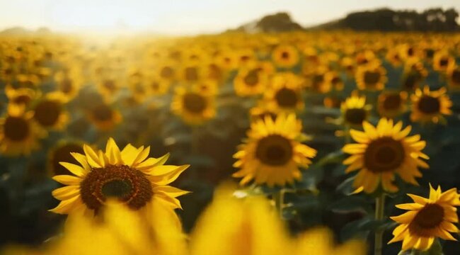 Scene of sunflower scenery in the morning, Camera slow motion with different angles