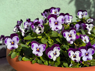 colorful pansy flowers in blossom in the flower pot