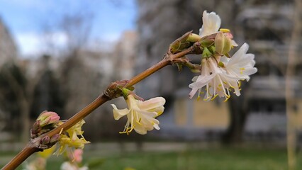 blooming Lonicera × purpusii Rehder plant in spring close up
