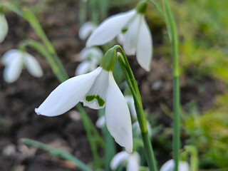 blooming snowdrops in the spring growing in the garden