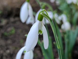 blooming snowdrops in the spring growing in the garden