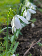 blooming snowdrops in the spring growing in the garden