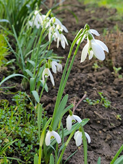 blooming snowdrops in the spring growing in the garden