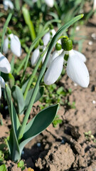 blooming snowdrops in the spring growing in the garden